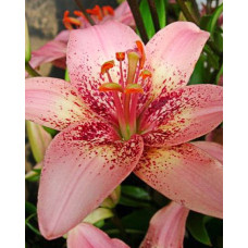 Лилия Морфо Пинк (азиатская)