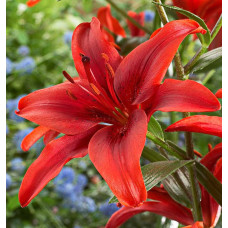 Лилия Ред Каунти (азиатская)