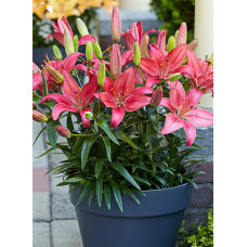 Лилия Айленд Джой (азиатская горшечная)