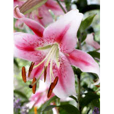 Лилия Анастасия (ОТ-гибрид)