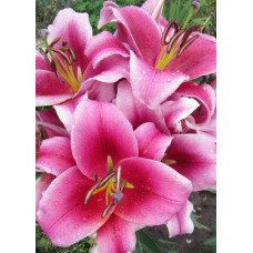 Лилия Далиан (ОТ-гибрид)