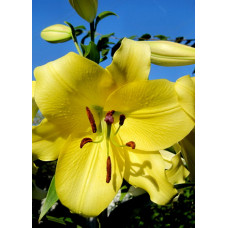 Лилия Фомова (ОТ-гибрид)