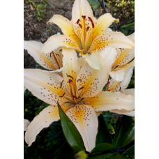 Лилия Фреклд Джой