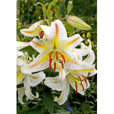 Лилия Гарден Парти (восточная горшечная)