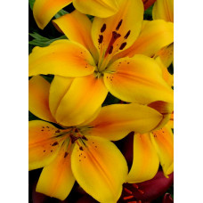 Лилия Голден Джой (азиатская горшечная)