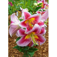 Лилия Анжелика (восточная горшечная)