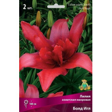 Лилия Болд Игл (Азиатская махровая)