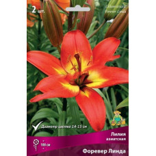 Лилия Форевер Линда (Азиатский гибрид)