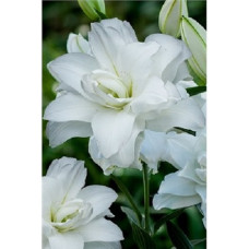 Лилия Восточная Лотус Пьюр (восточная махровая)