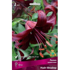 Лилия Найт Флайер (Азиатский гибрид)