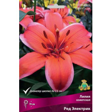 Лилия Ред Электрик (Азиатский гибрид)