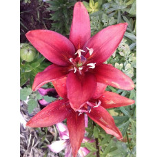 Лилия Спарго (азиатская махровая)