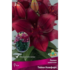 Лилия азиатская горшечная Тайни Комфорт