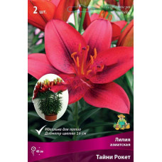 Лилия азиатская горшечная Тайни Рокет