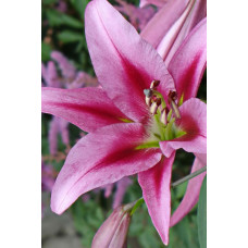 Лилия Пёпл Кинг (ОТ-гибрид)