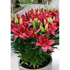 Лилия Баззер (азиатская горшечная)