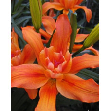 Лилия Крейзи Твин 