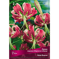 Лилия Блэк Бьюти (видовая)