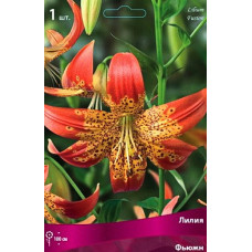 Лилия Фьюжн (видовая)