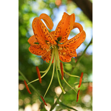 Лилия Генри (видовая)