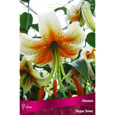 Лилия Леди Элис (видовая)