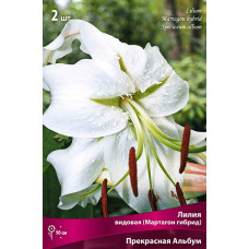 Лилия Прекрасная Альбум (видовая)