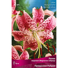 Лилия Прекрасная Рубрум (видовая)