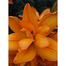 Лилия Датч Твин 