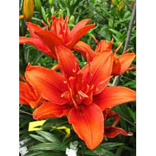 Лилия Фанни Твин (азиатская махровая)