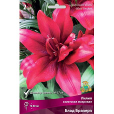 Лилия Блад Бразерз (Азиатская махровая)