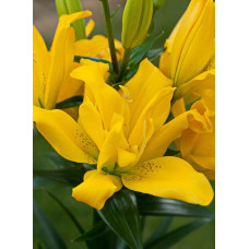 Лилия Сандью (азиатская махровая)