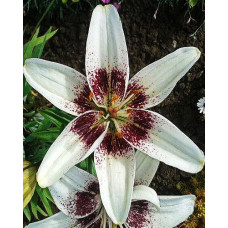 Лилия Уайт Пиксельc (азиатская Танго)