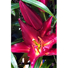 Лилия Авиньер (восточная)