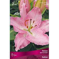 Лилия Бебоп (восточная)