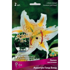 Лилия Ауратум Голд Бэнд (восточная)