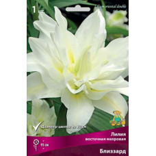 Лилия Близзард (восточная махровая)