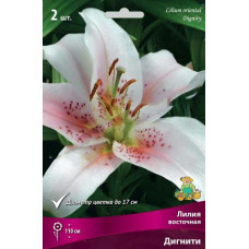 Лилия Дигнити (восточный гибрид)