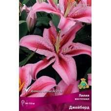 Лилия Джейберд (восточный гибрид)