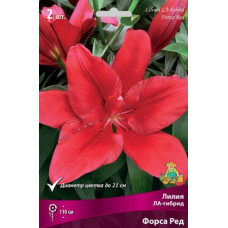 Лилия Форса Ред (Ла-гибрид)