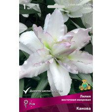 Лилия Канова (восточная махровая)