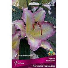 Лилия Капитан Триколор (восточный гибрид)