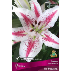 Лилия Ла-Рошель (восточный гибрид)