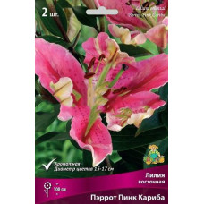 Лилия Пэррот Пинк Кариба (восточная)