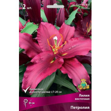 Лилия Петролия (восточный гибрид)