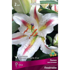 Лилия Плейтайм (восточный гибрид)