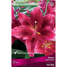 Лилия Уан Лав (восточный гибрид)