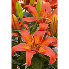 Лилия Виннинг Джой (азиатская горшечная)