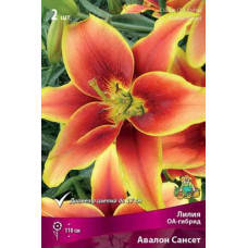 Лилия Авалон Сансет (ОА-гибрид)
