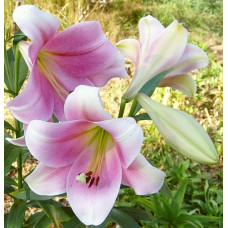 Лилия Принс Промис (ЛО-гибрид)