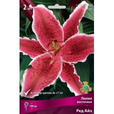 Лилия Ред Айз (восточный гибрид)